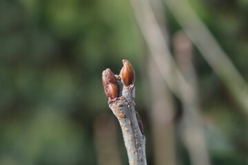 Sorb tree branch with buds
