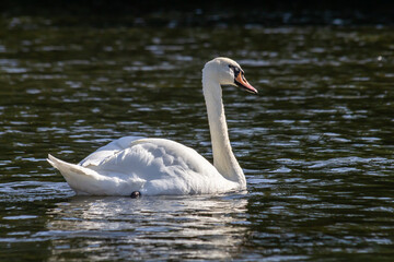 Obraz premium Cygnus olor, swan swimming in the water