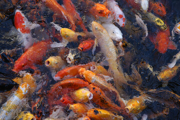 Obraz na płótnie Canvas Many colourful carps (Cyprinus Carpio Koi), a lot of goldfish (family Cyprinidae) in water garden or pond. Feeding decorative carp, asian fish in China or Japan. Group of carps