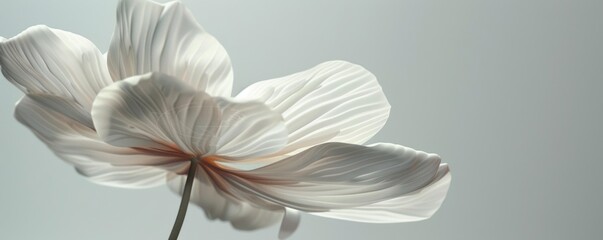 Elegant white flower on a soft background