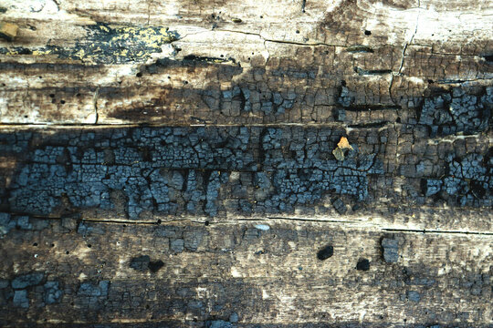Burnt wood and charcoal texture. for backgrounds and wallpapers