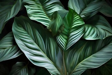 leaves of Spathiphyllum cannifolium, abstract green texture, nature background, tropical leaf...