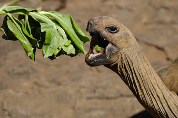Giant turtle eating greens
