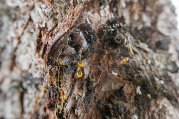 Leaking bright yellow pine tar drops, resin, spider web on dark tree bark background
