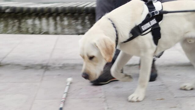 During training, a man learning a guide dog to pick up and return a falling white cane, close up shot. Concept of a seeing eye dogs practice class.