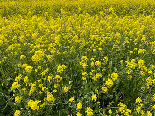 Fototapeta premium field of yellow flowers
