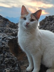 Cat and the sunset