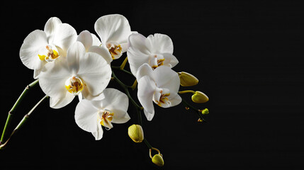 White Phalaenopsiswhite flower. ..