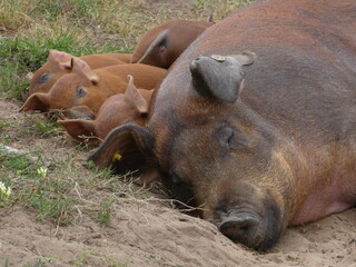 Schweine Familie liegt in einer Reihe und schläft