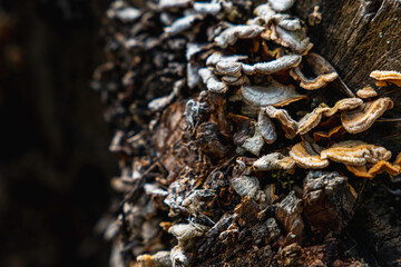 Yellow fungi mushrooms growing on bark of tree trunk