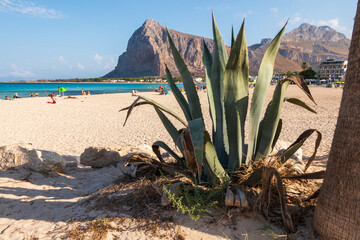Succulent plant on the beach of San Vito lo Capo.