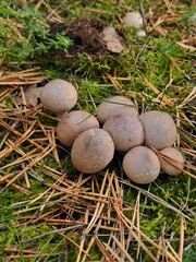 mushrooms in the forest