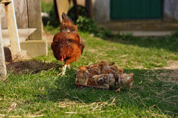 Horizontal photo of mother hen and baby chickens feeding on grains in the backyard. Poultry organic farm. Natural farming