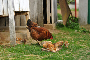 Mother hen and baby chicks feeding on grains in the backyard. Poultry organic farm.