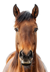 Close-up of a horse's head with attentive eyes on transparent background - stock png.