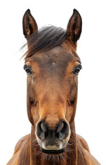 Close-up of a horse's head with attentive eyes, cut out - stock png.