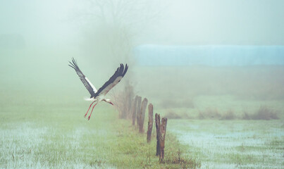 a stork in flight in the countryside in foggy weathe