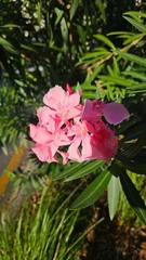 Fototapete Rund pink flower in the garden © Jam-motion