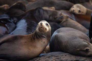 Seals in the Sea of Cortez, Mexico