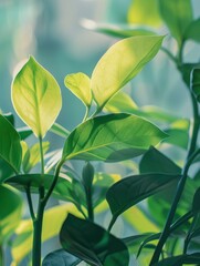 Obraz premium aesthetic green plant close up photo, cosmetology scene background, sharp focus