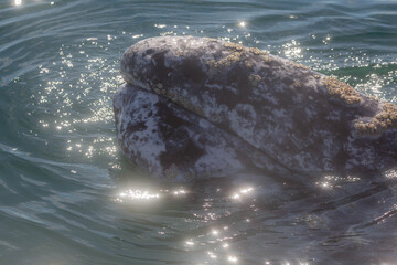 gray whale in the Pacific Ocean, Mexico
