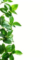 Fototapeta na wymiar Aesthetic green plant, cosmetology scene, white background, sharp focus, blank space for text