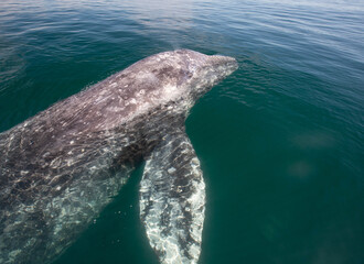 gray whale in the ocean