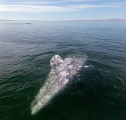 gray whale in the Pacific Ocean, Mexico