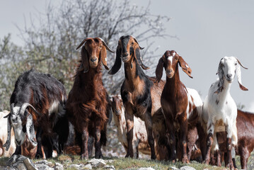 Goat herd in rural area of Cyprus
