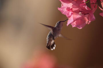 Hummingbird bird at the flower, Mexico
