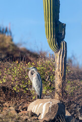 heron under the cactus, Mexico