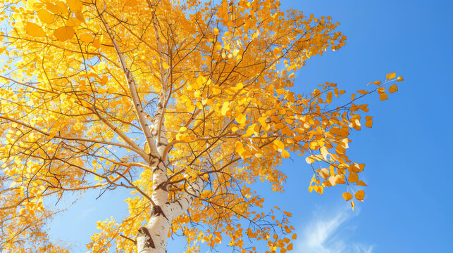 Yellow tree birch with blue sky in the fall. Beautiful