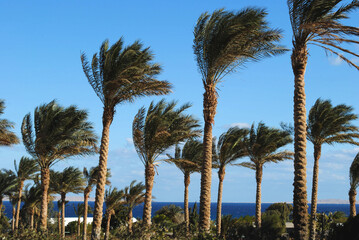 Obraz premium Strong winds sway palm trees against sky background in Hurghada. Windy winter day in Egypt in Hurghada