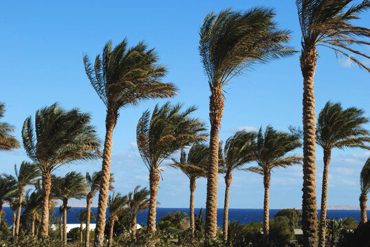 Strong winds sway palm trees against sky background in Hurghada. Windy winter day in Egypt in Hurghada