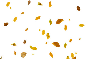 leaves fall against an isolated background