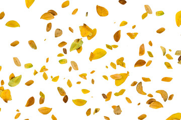 Seamless pattern with autumn leaves against an isolated background