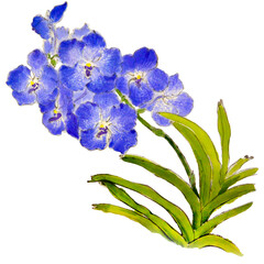 Watercolor illustration of blue vanda orchid flower isolated on white background.