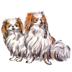 Watercolor illustration of Japanese Chin dogs portrait.