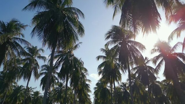 Palm Trees Coconut Background View Bottom Move. Green Palm Tree on Blue Sky. Beach on Tropical Island. Under Palm Trees Against Sun. Palm Trees at Sunlight. 4k Shot on Gimbal Slow Movement Outdoors