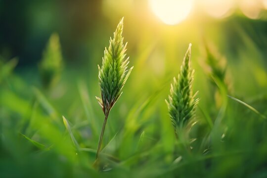 Green grass in the forest at sunset. Macro image, shallow depth of field. Blurred nature background, vintage filter. Summer landscape Generative AI