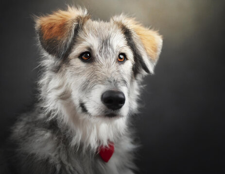 Hund, Tschechischer Wolfshund, Porträt, nur Kopf, Welpen, dunkler Hintergrund, KI generiert