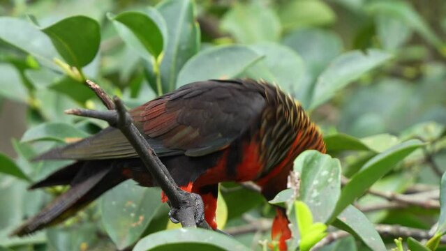 Loud and noisy dusky lory, pseudeos fuscata perched on treetop, bobbing its head, and flapping its wings, seeking attention, close up shot of the bird species.