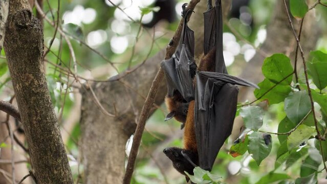 Bat hanging on tree in the forest at daylight "Lyle's flying fox"