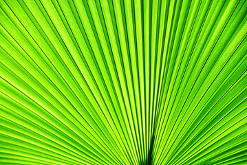 Close up green palm leaf texture, leaf of Fiji fan palm