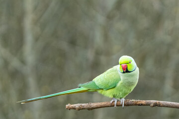 Green ring neck parakeet