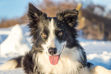 Border collie in the snow, waiting for commands from its master.
