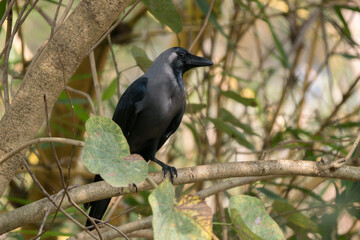 House Crow - Corvus splendens, common black crow from Asian forests and woodlands, Nagarahole Tiger Reserve, India. - 763126421