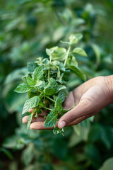 Naklejka na ściany i meble Close-up of a hand holding fresh garden produce, highlighting nature's bounty and the essence of plant-based nourishment.