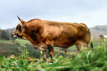 Asturian breed bull of the valleys in pasture with mountain background. © perpis