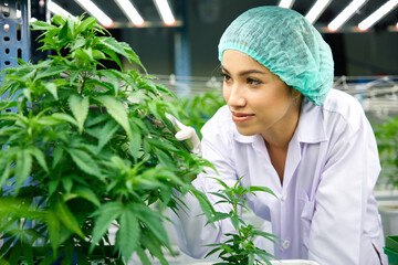 female scientist cutting cannabis plants in the greenhouse